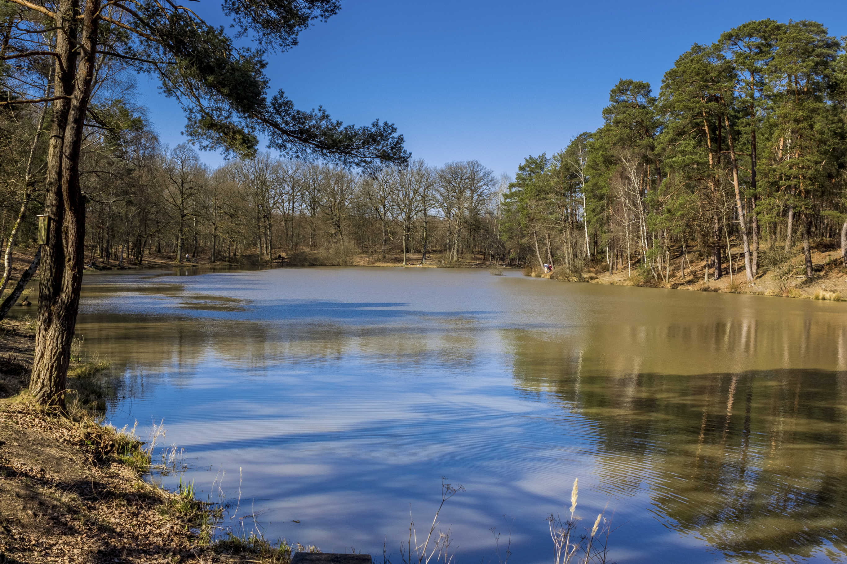 Forêt Ile-de-France