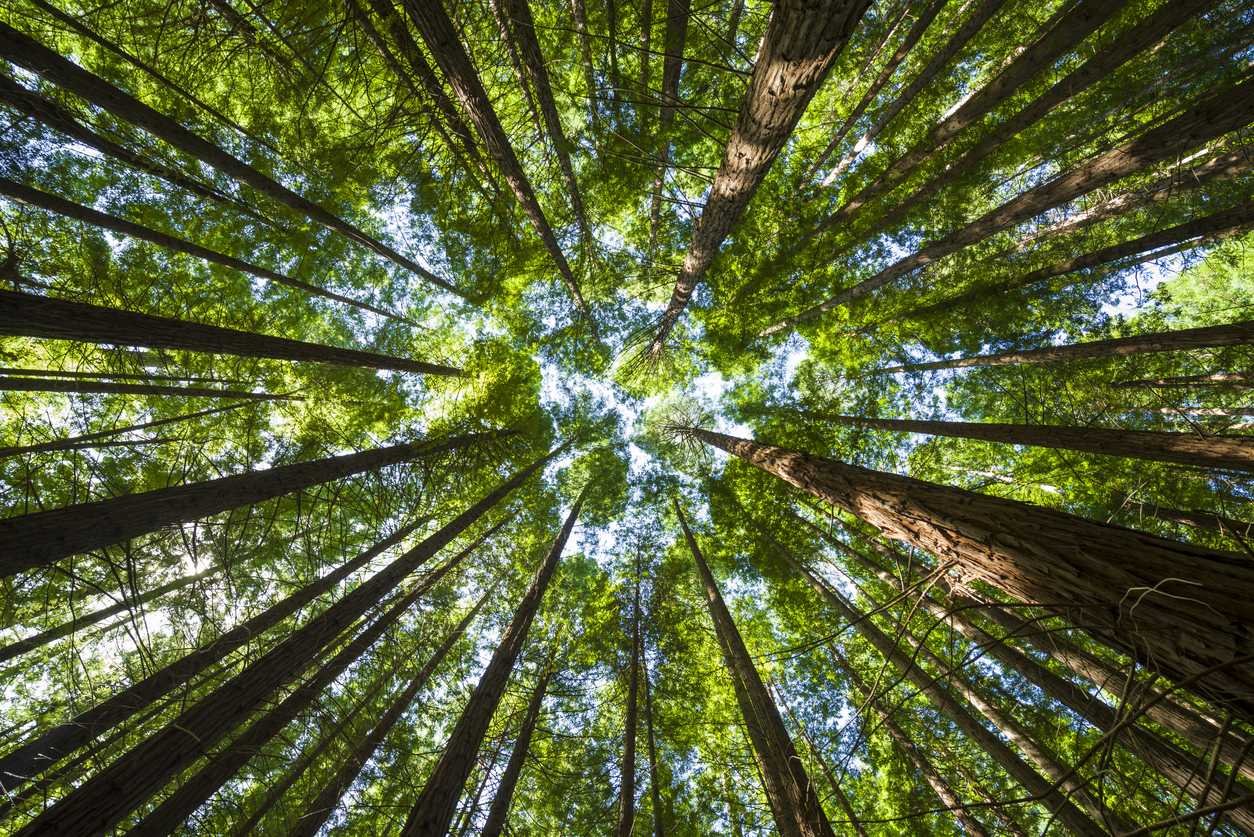 istock-1399340544.jpg